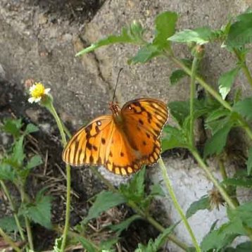 Бабочки #149