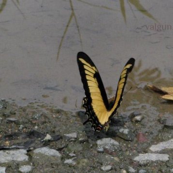 Бабочки #152