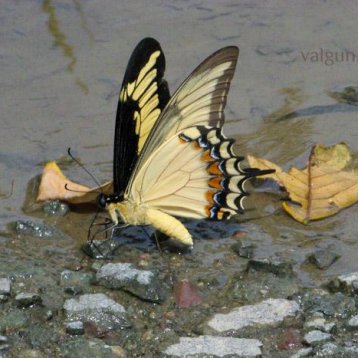Бабочки #153