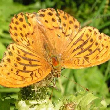 Бабочки #82