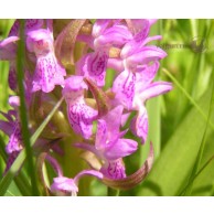 Луговая орхидея